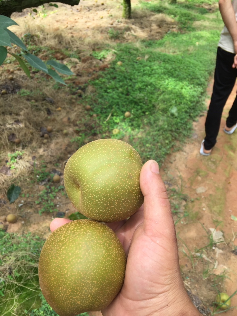 黄花梨冠梨有要的快来产地拉