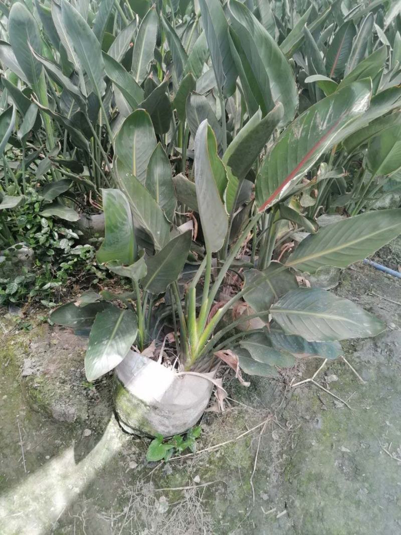 鹤望兰，袋苗鹤望兰，株高50-100公分，批量供应