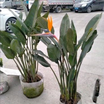 鹤望兰，袋苗鹤望兰，株高50-100公分，批量供应