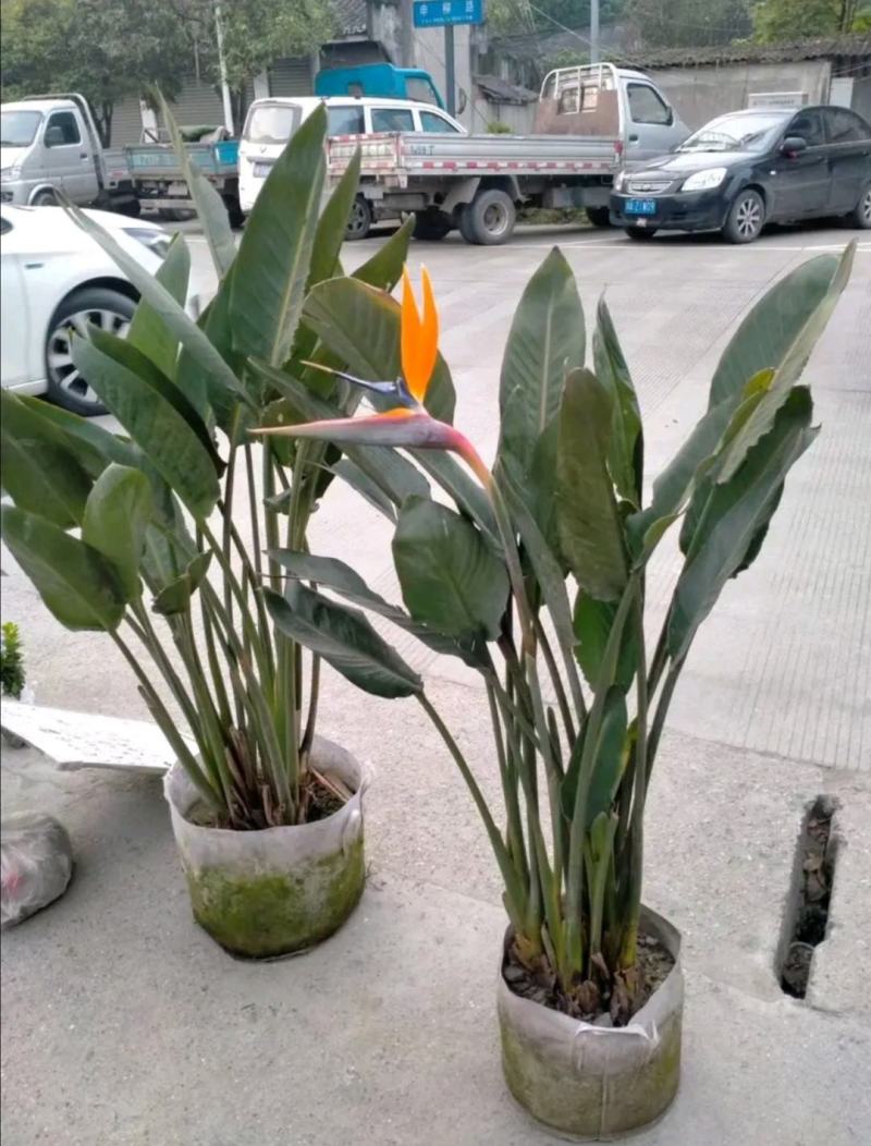 鹤望兰，袋苗鹤望兰，株高50-100公分，批量供应