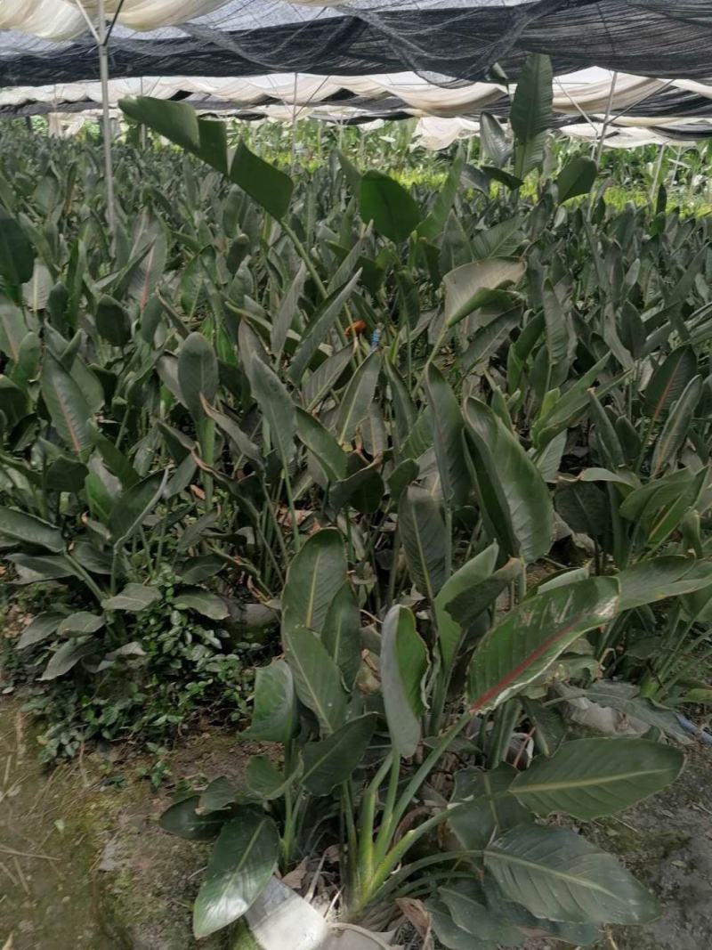 鹤望兰，袋苗鹤望兰，株高50-100公分，批量供应