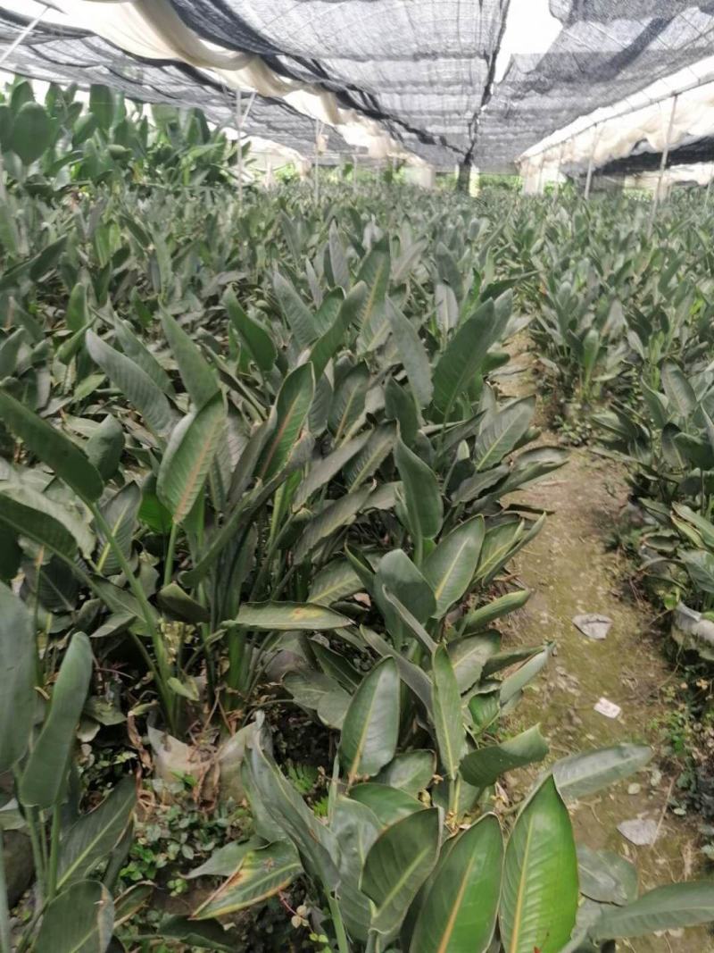 鹤望兰，袋苗鹤望兰，株高50-100公分，批量供应
