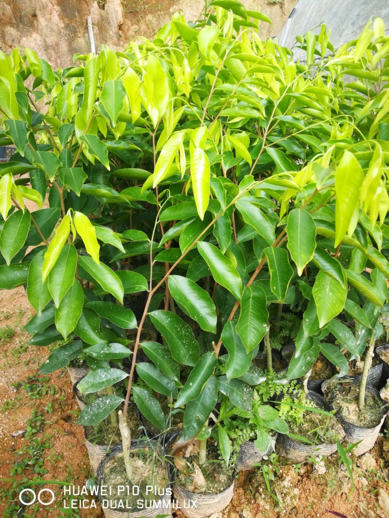 嫁接优质奇楠苗品质保证棋楠沉香苗苗圃基地直发易管理涨势猛好货