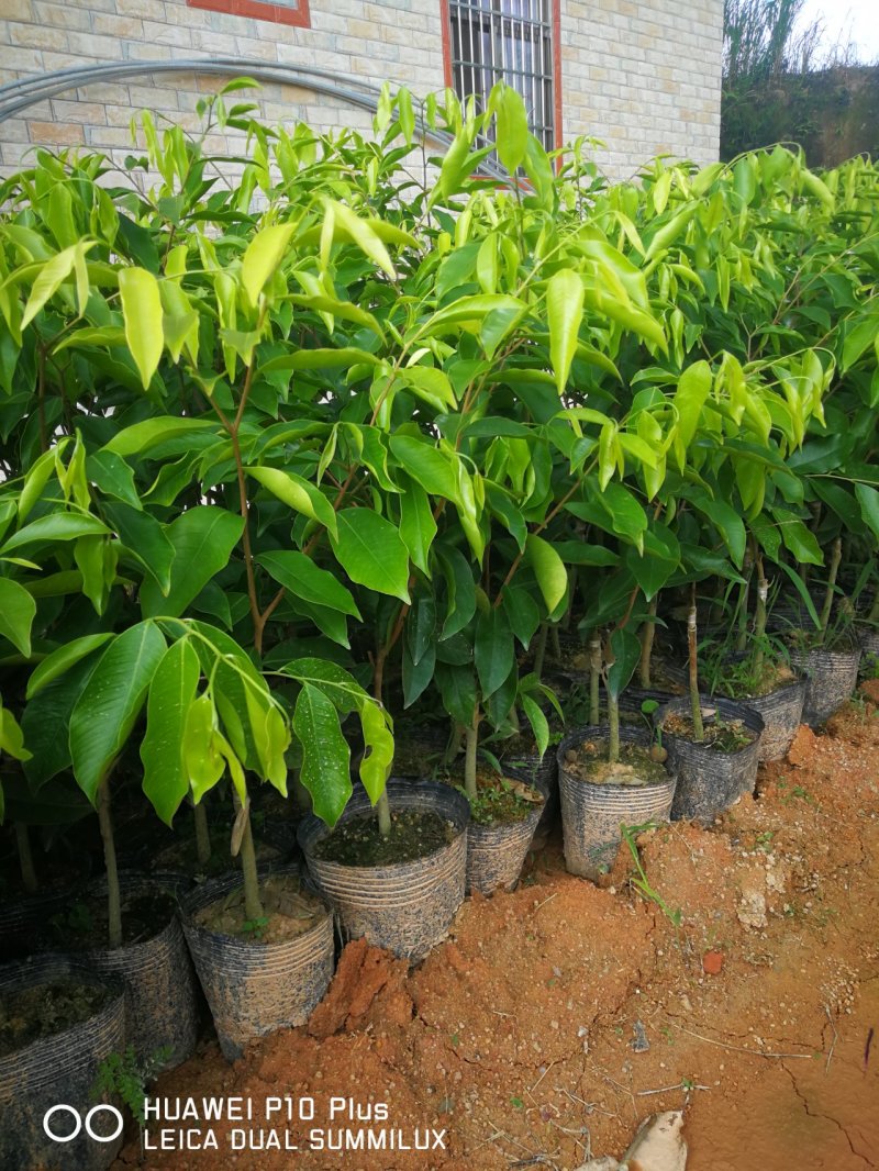 嫁接优质奇楠苗品质保证棋楠沉香苗苗圃基地直发易管理涨势猛好货