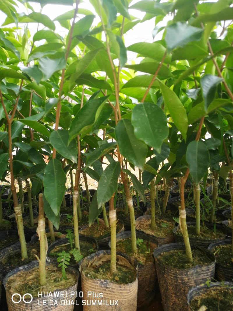 嫁接优质奇楠苗品质保证棋楠沉香苗苗圃基地直发易管理涨势猛好货