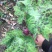 八角莲（野生八角莲，鲜，干货和苗子）