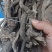 新货中药材全根金线风百解藤金锁匙银锁匙