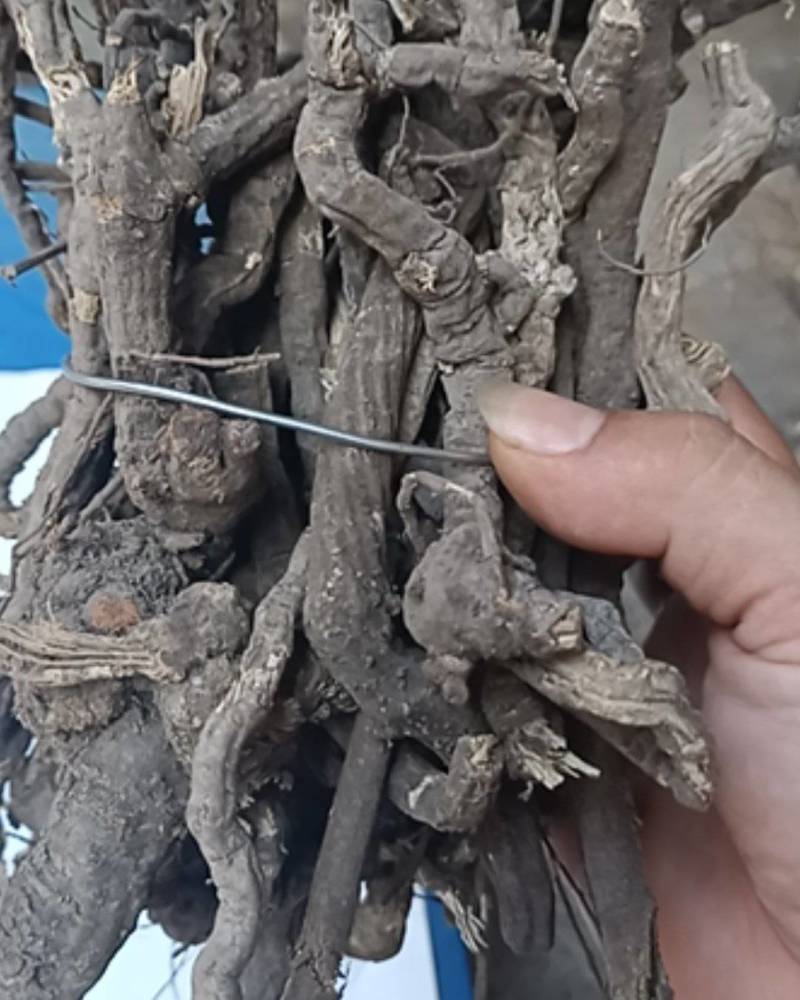 新货中药材全根金线风百解藤金锁匙银锁匙