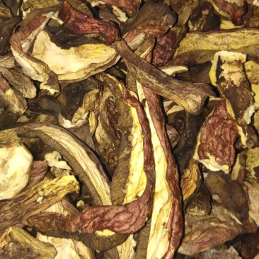 美味牛肝菌