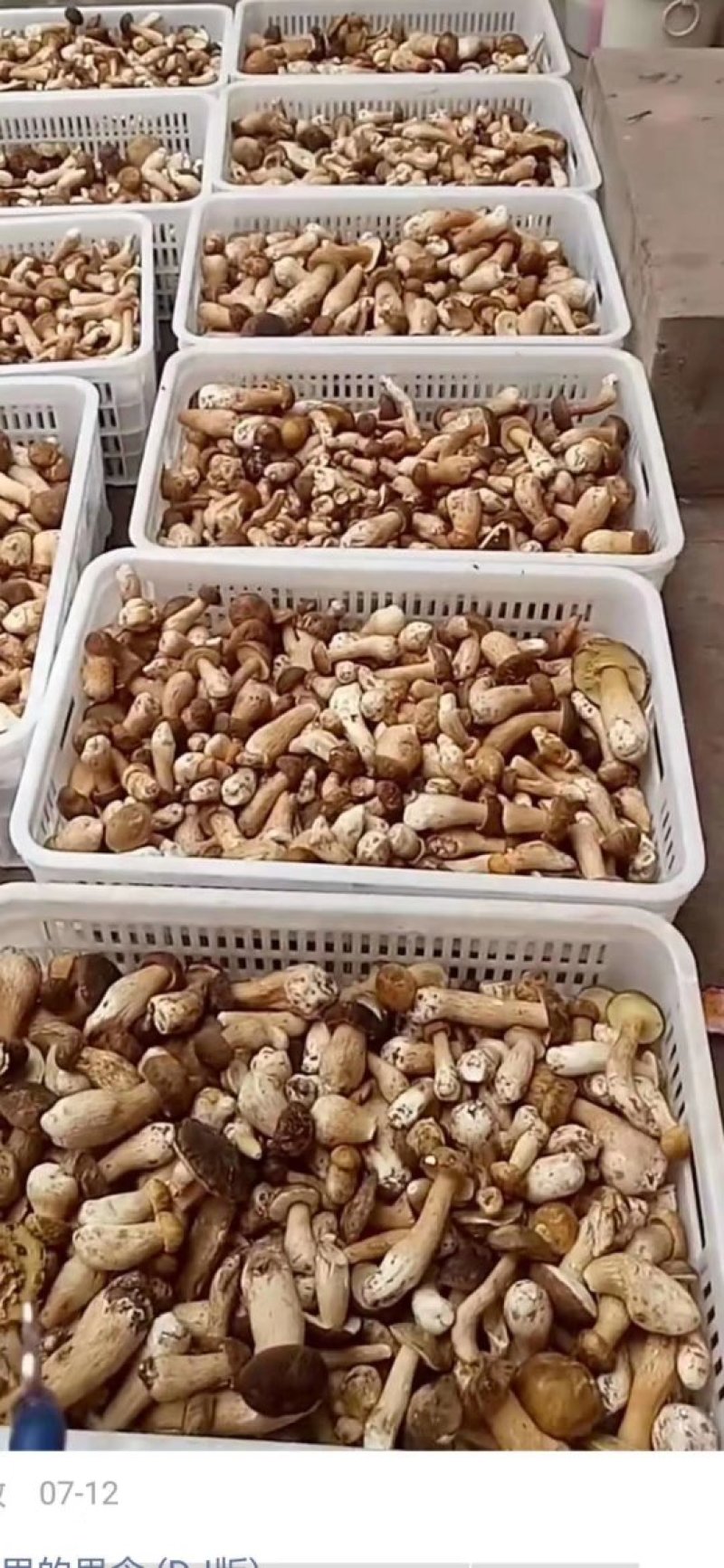 美味牛肝菌
