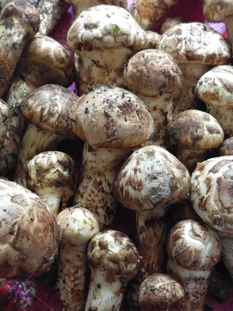 美味牛肝菌