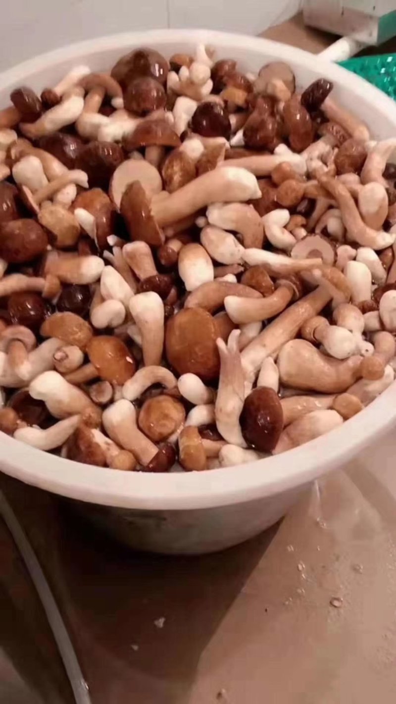 美味牛肝菌