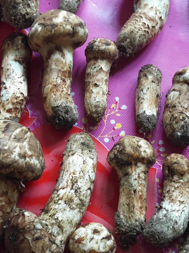 美味牛肝菌