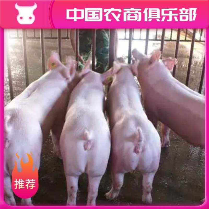 山东仔猪三元仔猪长白杜洛克仔猪包成活防疫齐全免费送到家