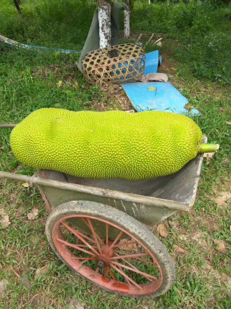 菠萝蜜