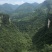 黄栌香山红叶种子河南伏牛山产地直供量大价优