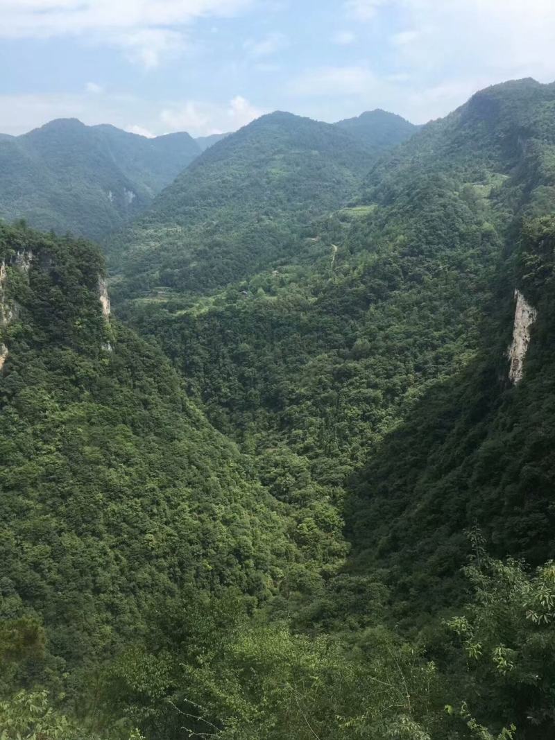 黄栌香山红叶种子河南伏牛山产地直供量大价优