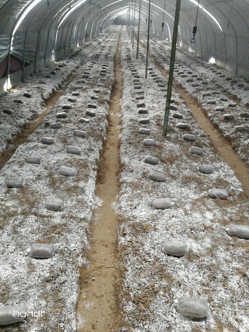 江苏徐州供应优质羊肚菌栽培种，10月生产栽培种，月底结束