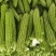 (A级)博爱县精品苦瓜大量供应，市场加工厂都有。