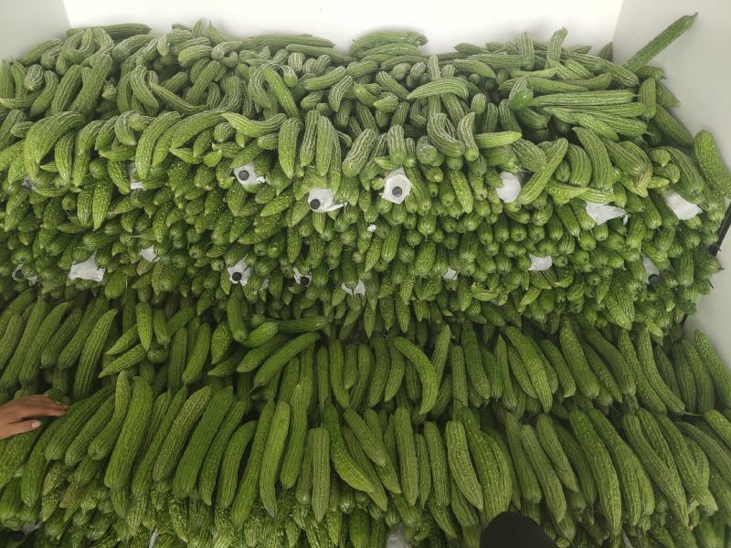 (A级)博爱县精品苦瓜大量供应，市场加工厂都有。