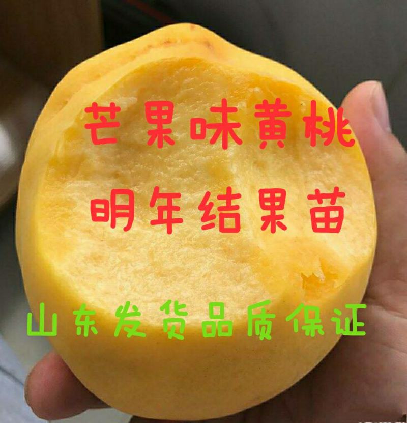 芒果味黄桃，芒果味浓郁，嫁接苗，质量保证