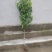 芒果味黄桃,芒果味浓郁,嫁接苗,质量保证