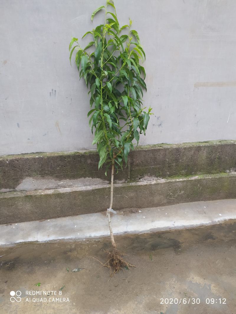 芒果味黄桃，芒果味浓郁，嫁接苗，质量保证