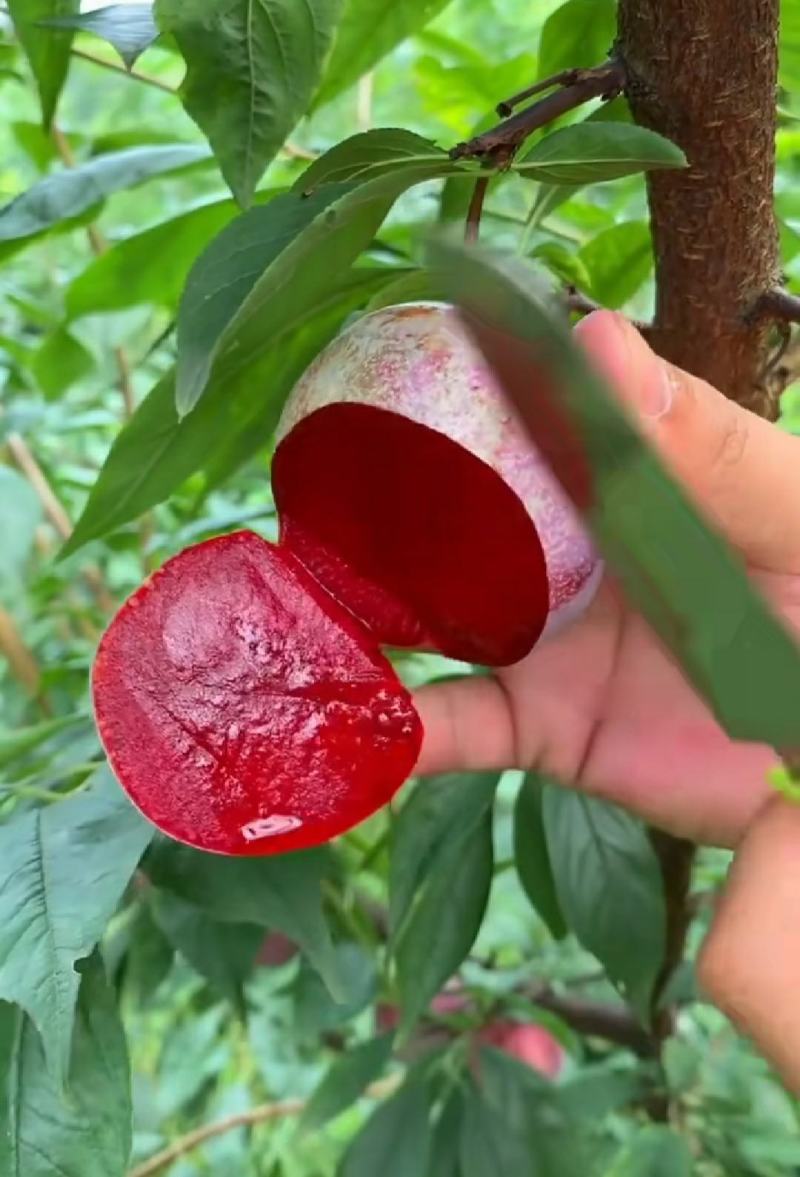 澳洲红肉冰糖李苗，无核无核，新品种甜度高，推荐明年结果苗