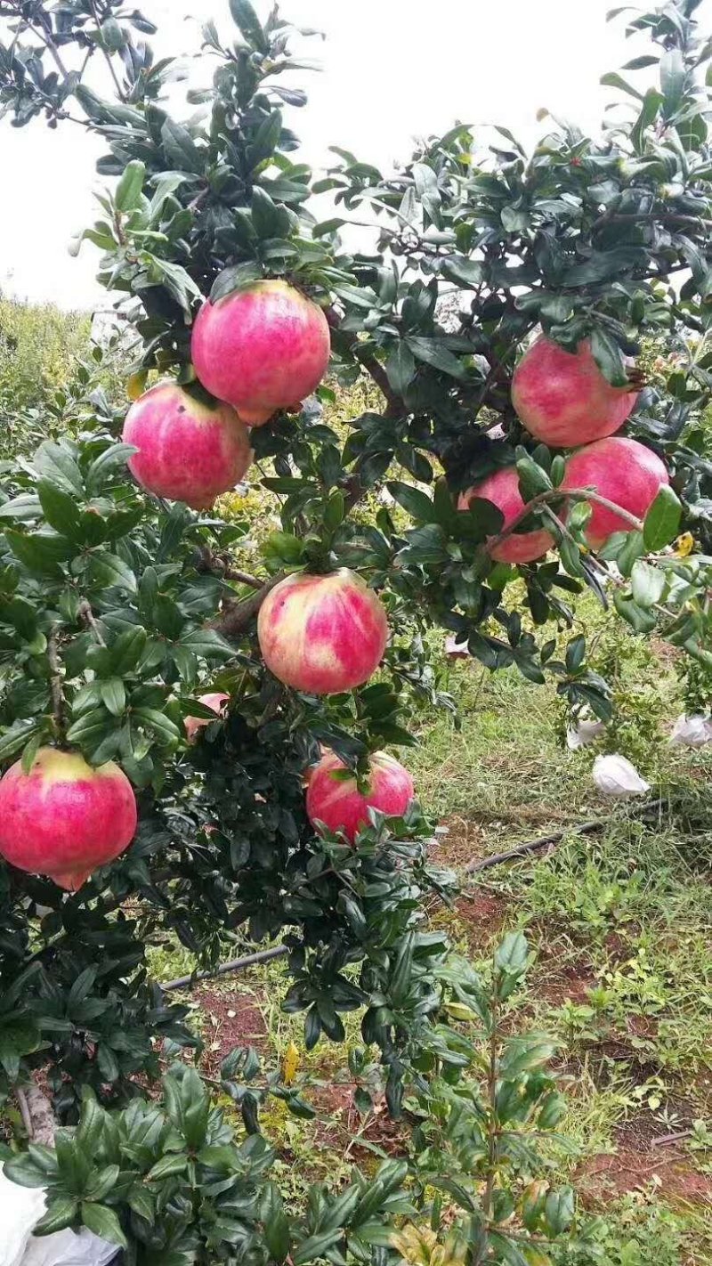 会理突尼斯软籽石榴