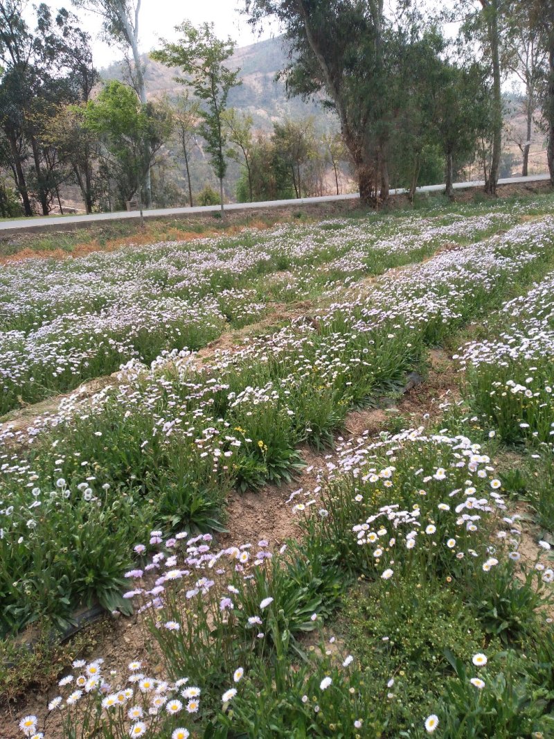 灯盏花，灯盏细辛