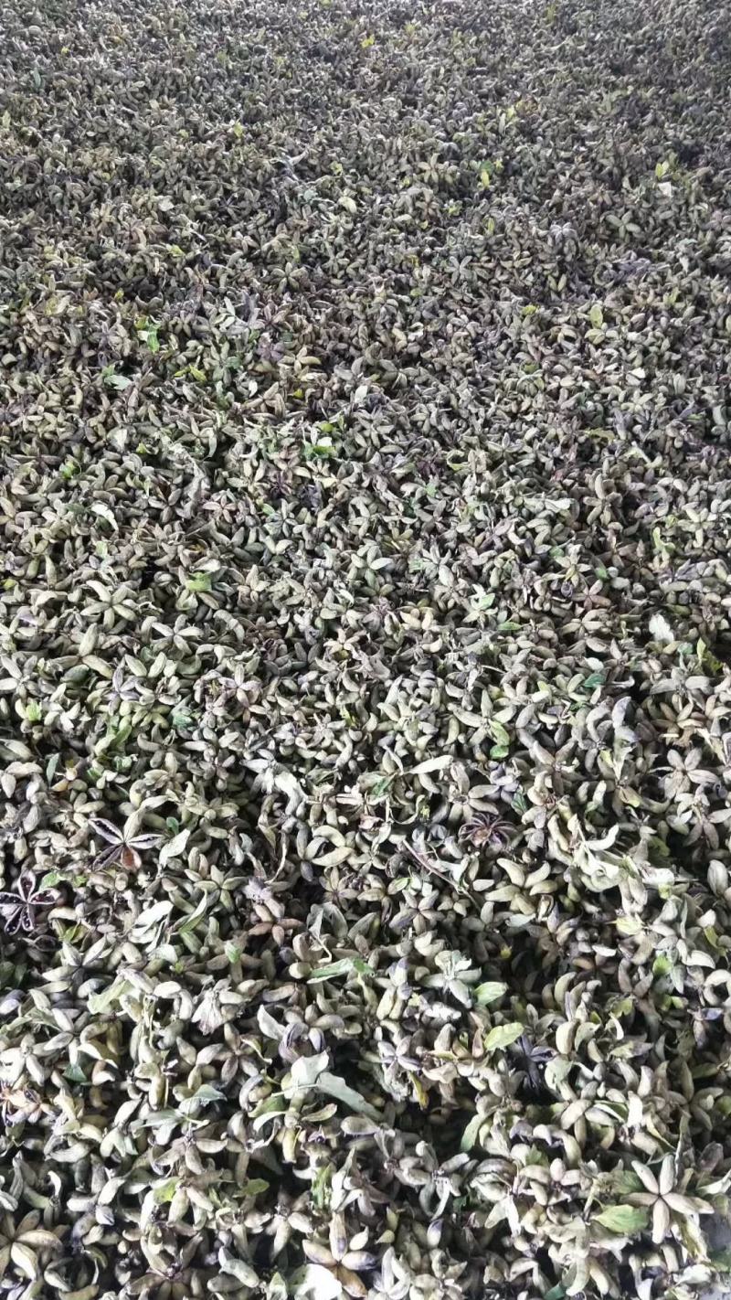 油用牡丹籽过色选机的可榨油可育苗