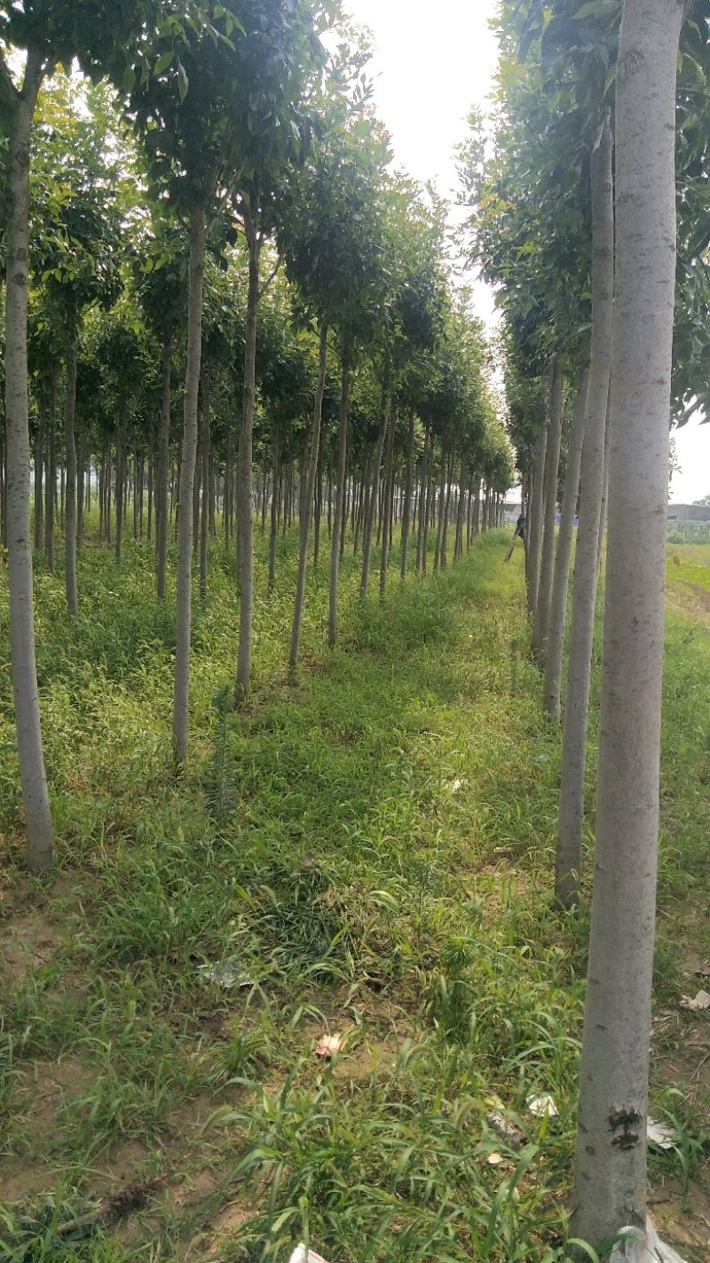 白蜡树苗大小苗8~10cm6~8cm