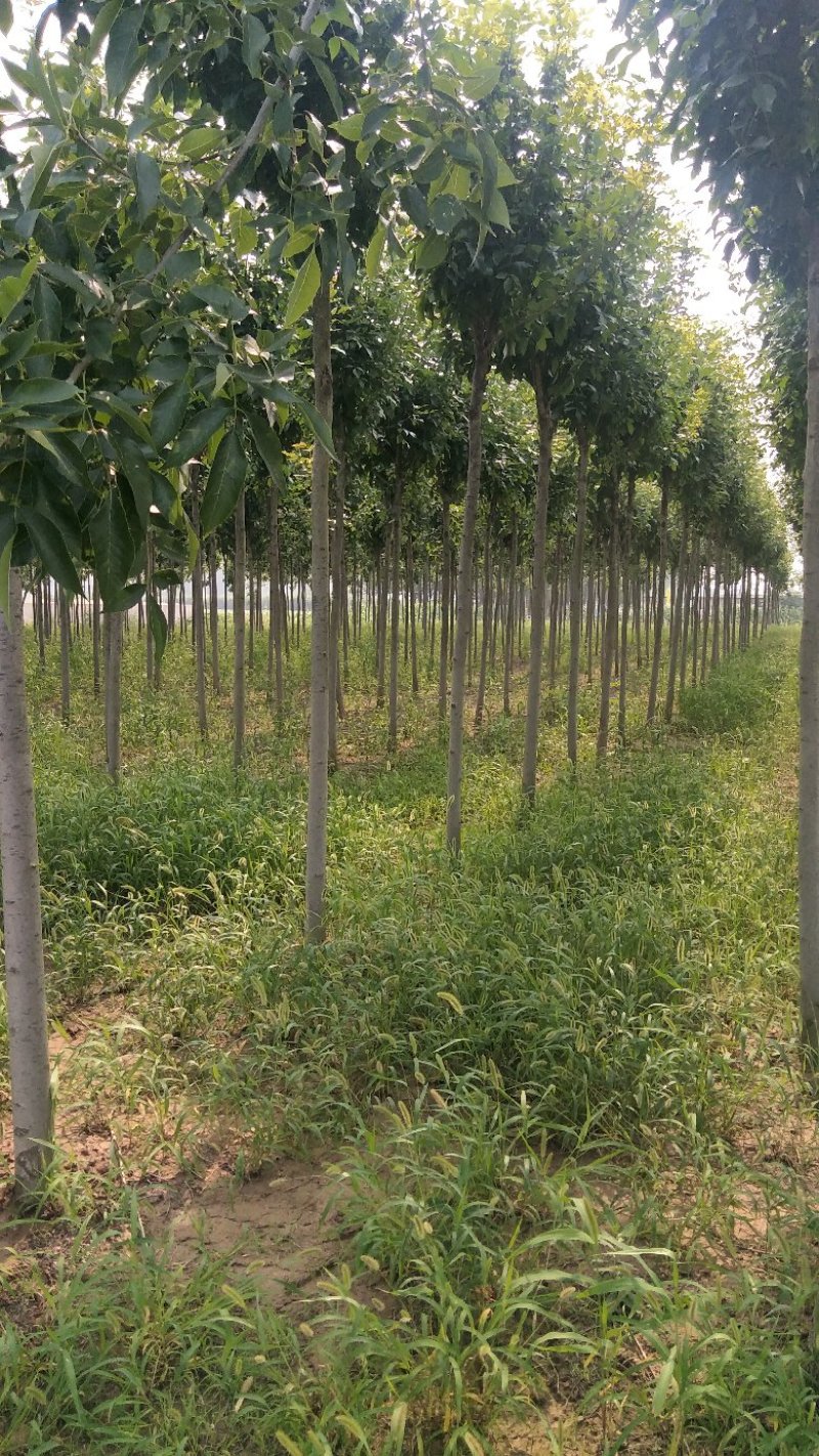 白蜡树苗大小苗8~10cm6~8cm