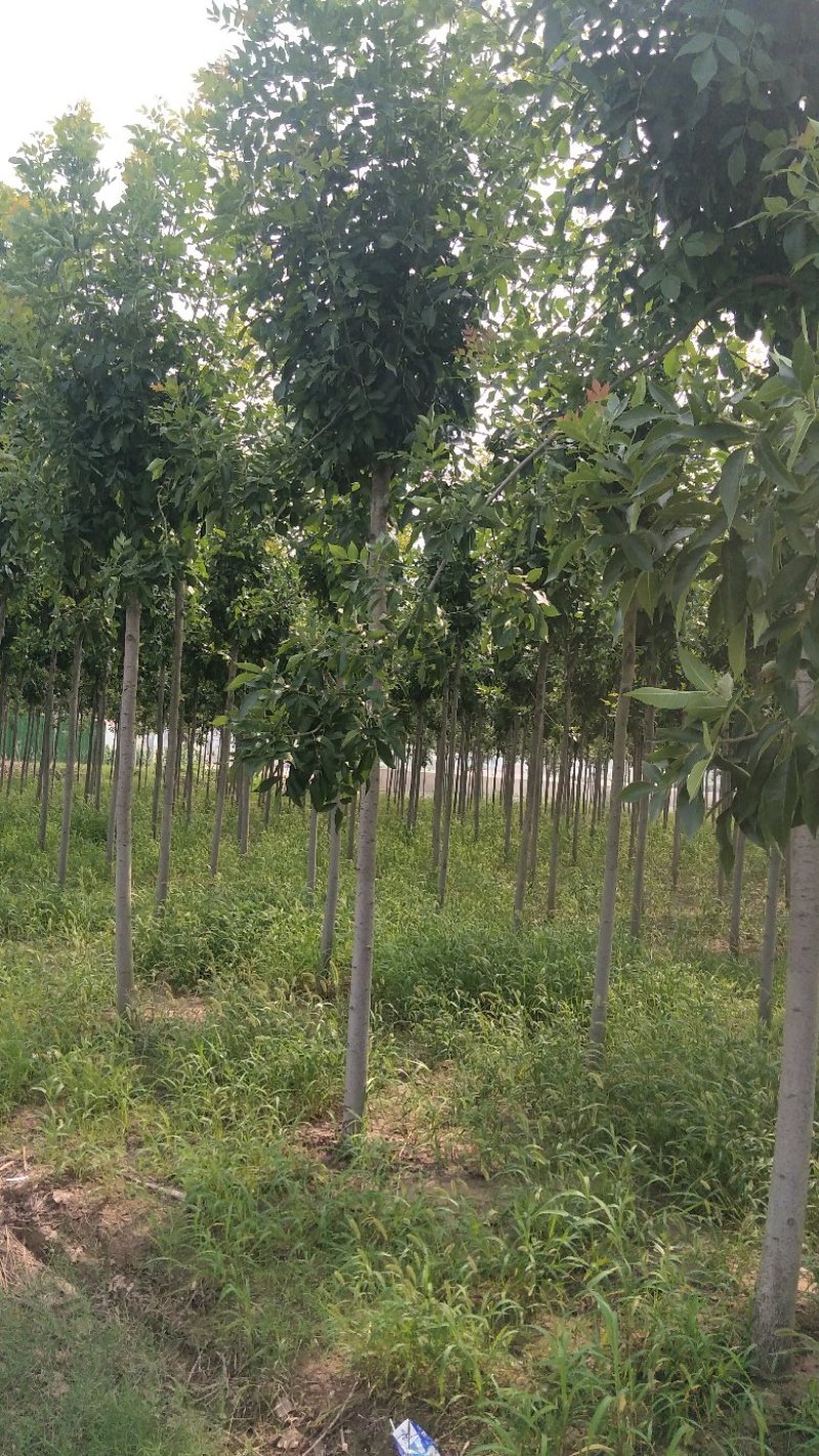 白蜡树苗大小苗8~10cm6~8cm