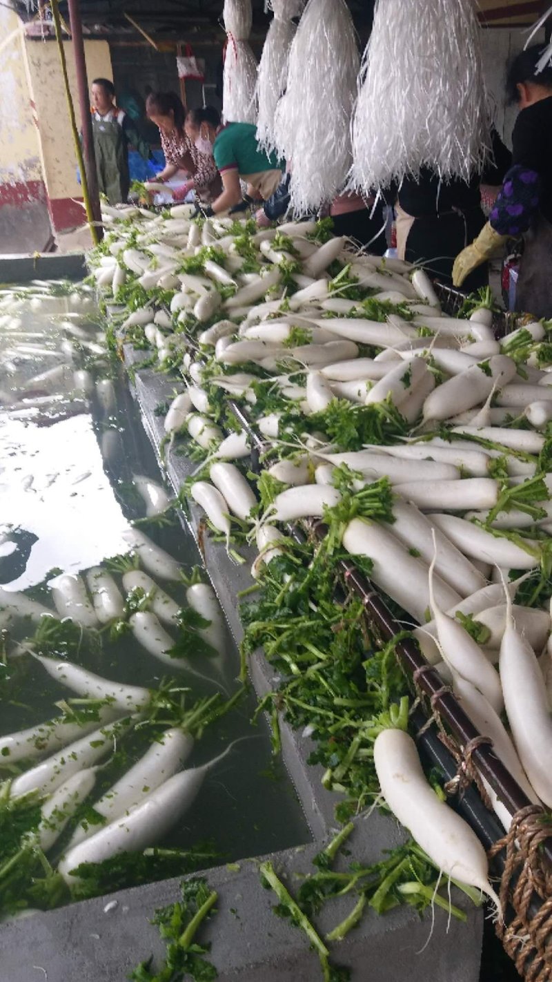 白萝卜，出口萝卜，泡菜厂萝卜，做饲料萝卜