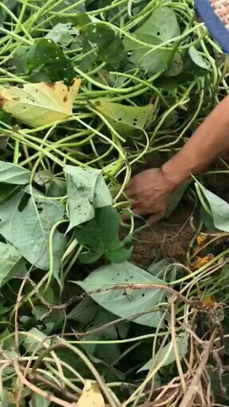 落地陪配六鳌蜜薯大量现货接单，支持小包装，代发