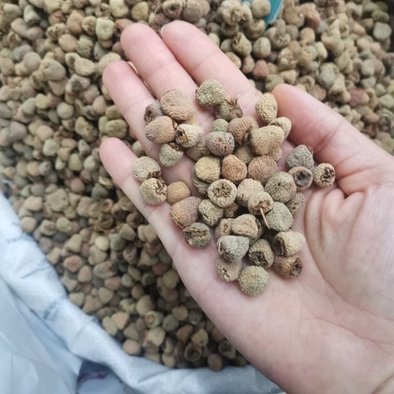 覆盆子中药材浙江大颗粒覆盆子批发