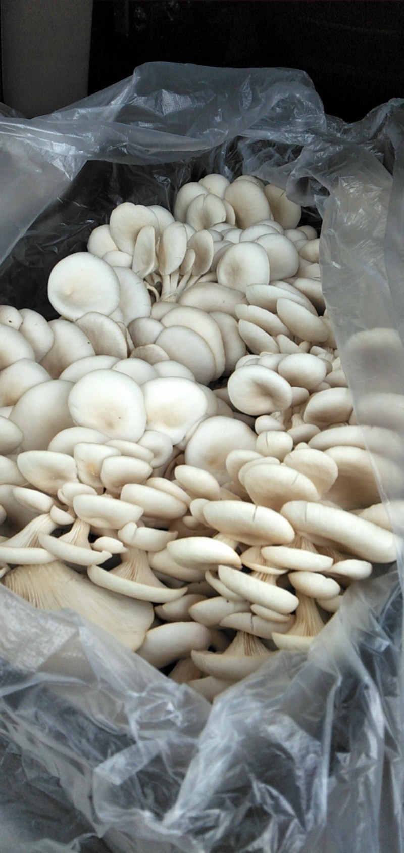 平菇