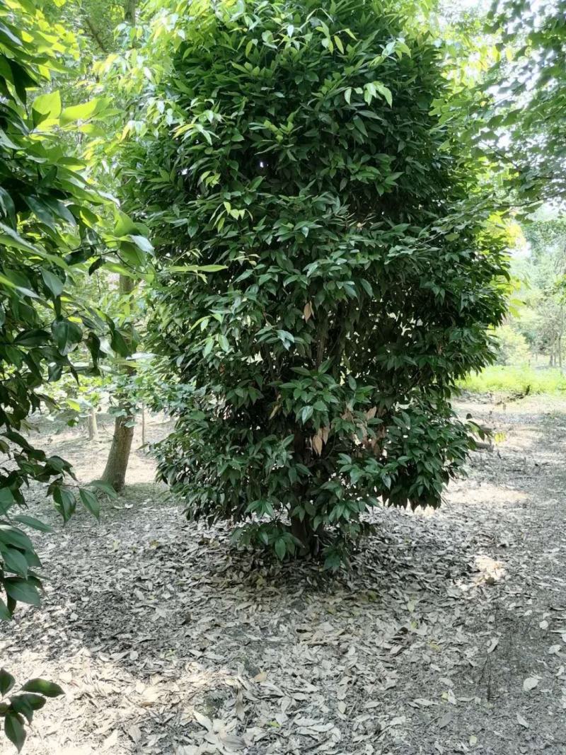 丛生天竺桂天竺桂笼子农户直销价格实惠