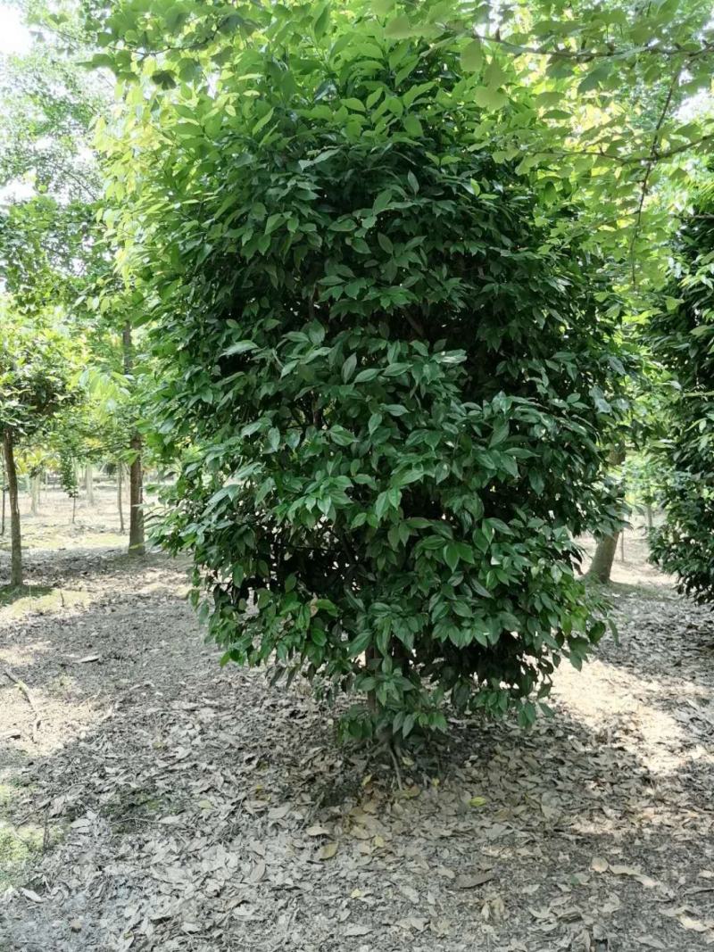 丛生天竺桂天竺桂笼子农户直销价格实惠