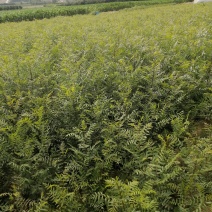 出售百万文冠果一年生苗