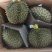 泰国榴莲进口新鲜水果榴莲现货青尼榴莲非金枕
