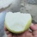 精品蜜梨口感好质量优【赵县专业合作社】甜蜜上市中