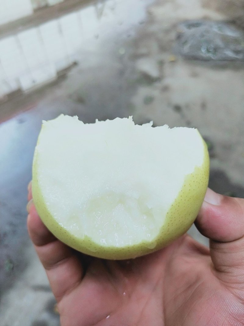 精品蜜梨口感好质量优【赵县专业合作社】甜蜜上市中