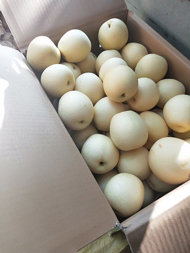 精品蜜梨口感好质量优【赵县专业合作社】甜蜜上市中