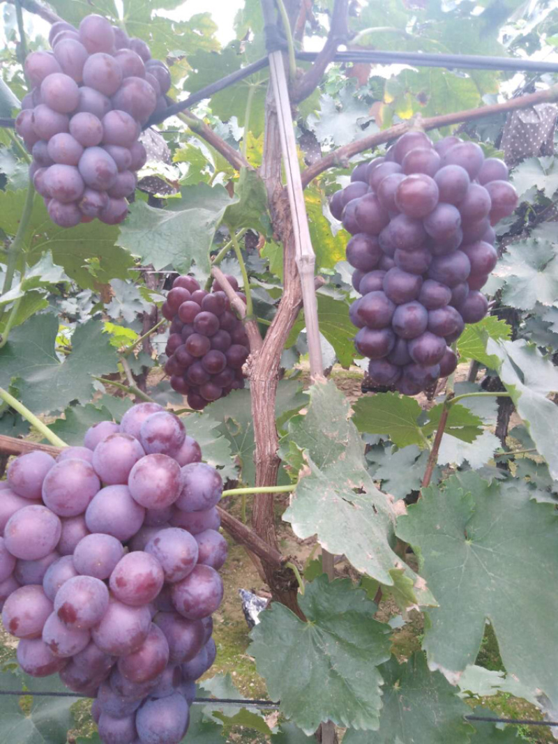 巨丰葡萄，挂行好，口感正颗粒大
