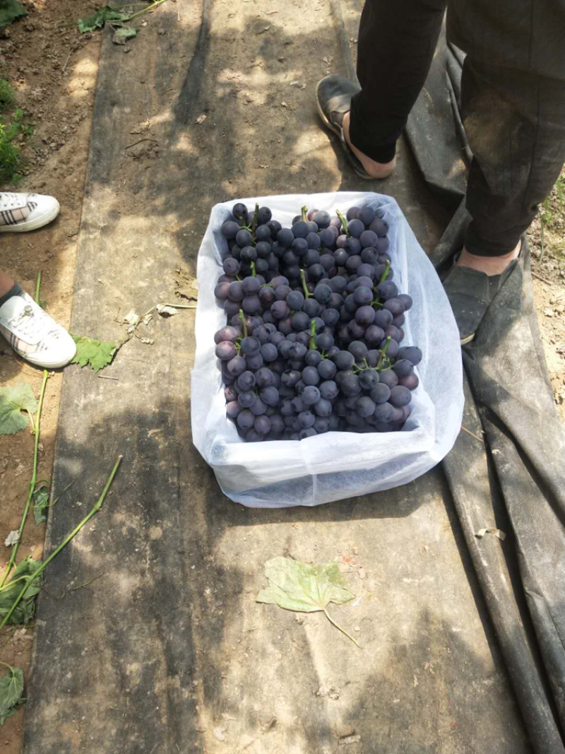 巨丰葡萄，挂行好，口感正颗粒大