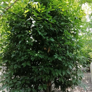 丛生天竺桂，高3-3.5米，冠幅2.5-3米，批量供应