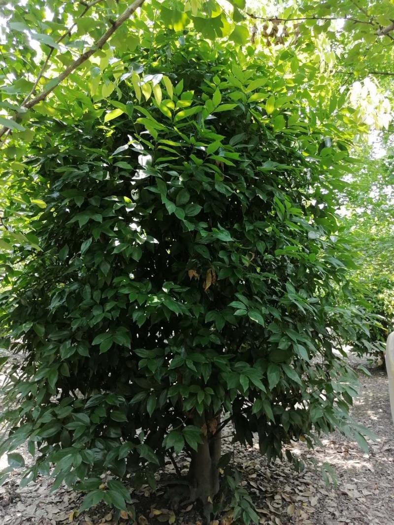丛生天竺桂，高3-3.5米，冠幅2.5-3米，批量供应