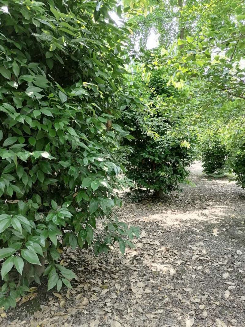丛生天竺桂，高3-3.5米，冠幅2.5-3米，批量供应